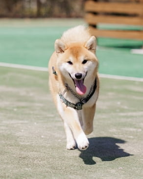 ドッグラン